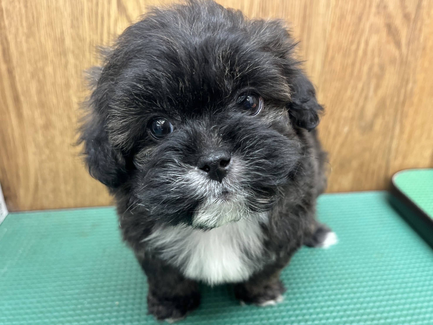 MIX（ペキニーズ×トイプードル）