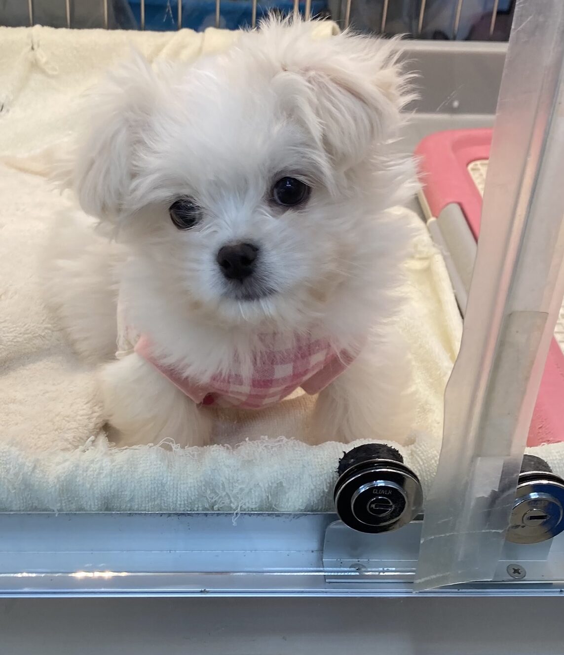 MIX（チワワ×ポメラニアン）