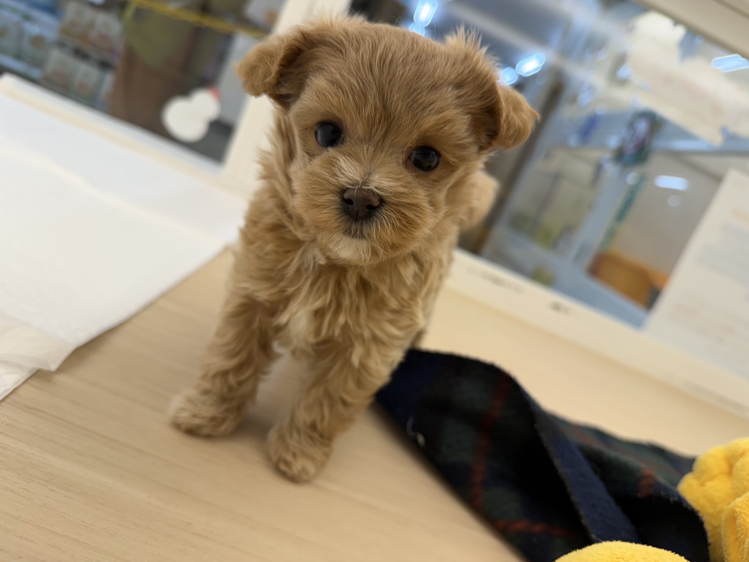 MIX（マルチーズ×トイプードル）※売約済み