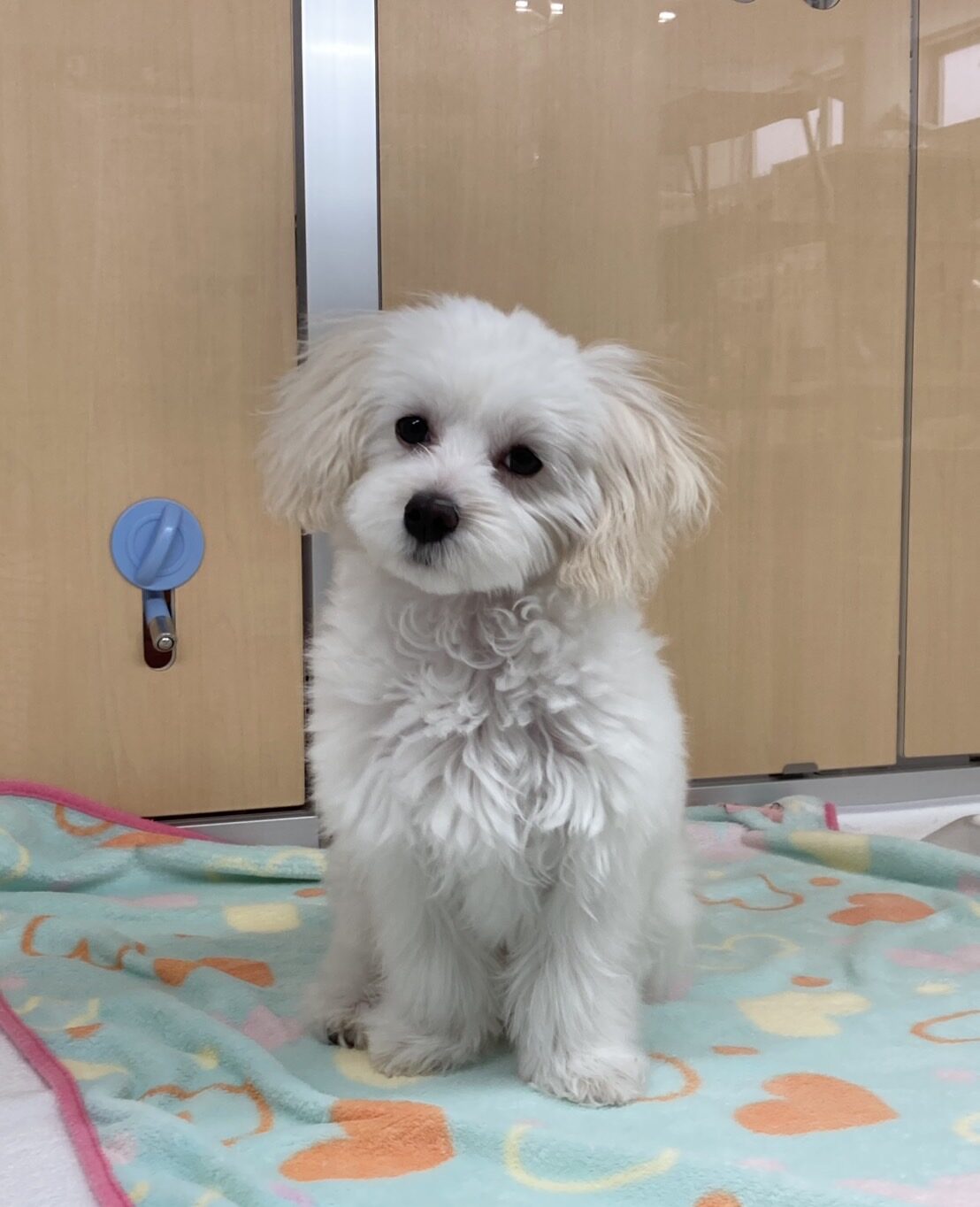 MIX（マルチーズ×トイプードル）