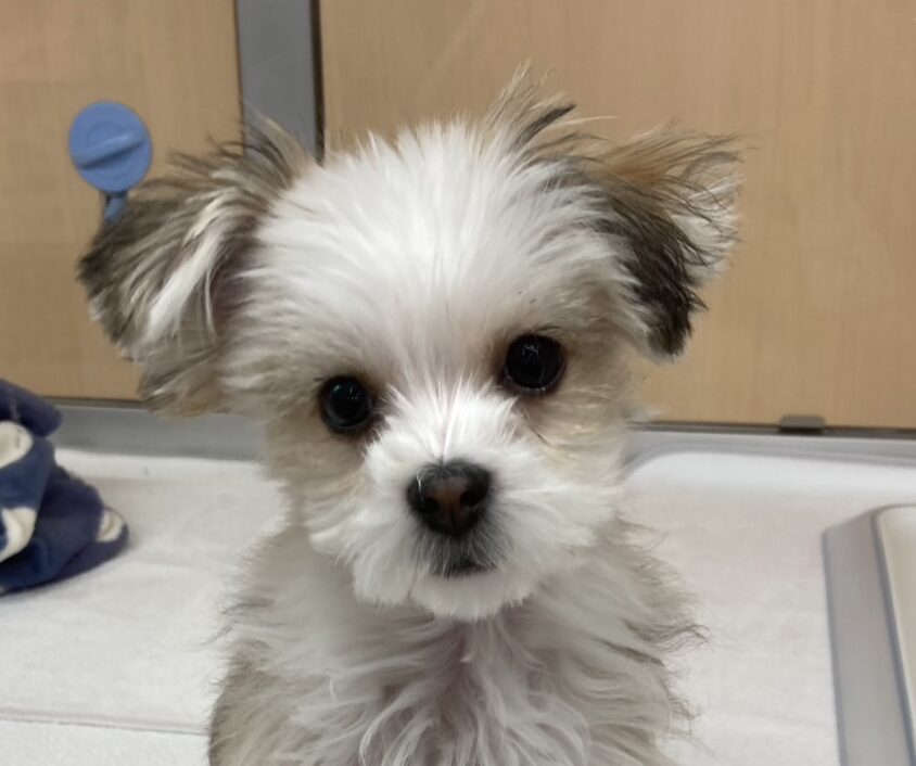 MIX（チワワ×マルチーズ）