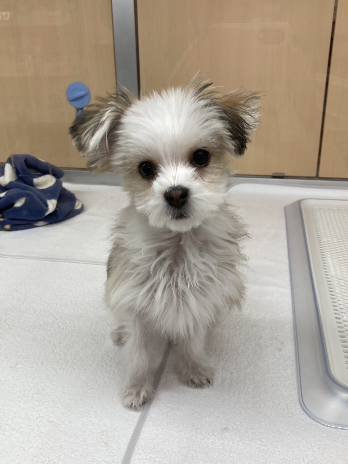 MIX（チワワ×マルチーズ）