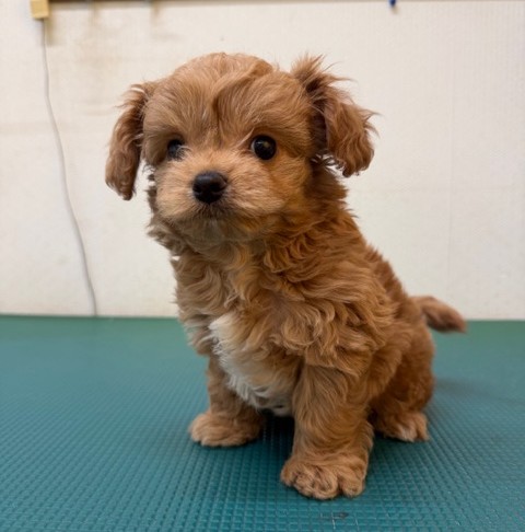 MIX(チワワ×トイプードル）