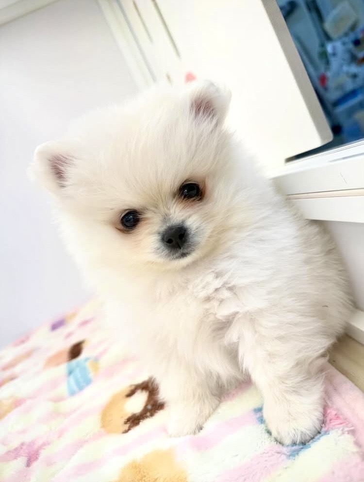 MIX犬（ペキニーズ×ポメラニアン）