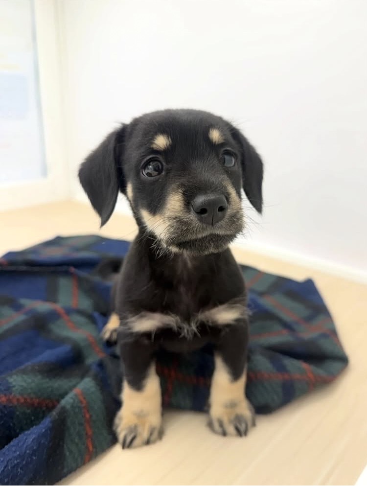 MIX犬（シュナウザー×ダックス）