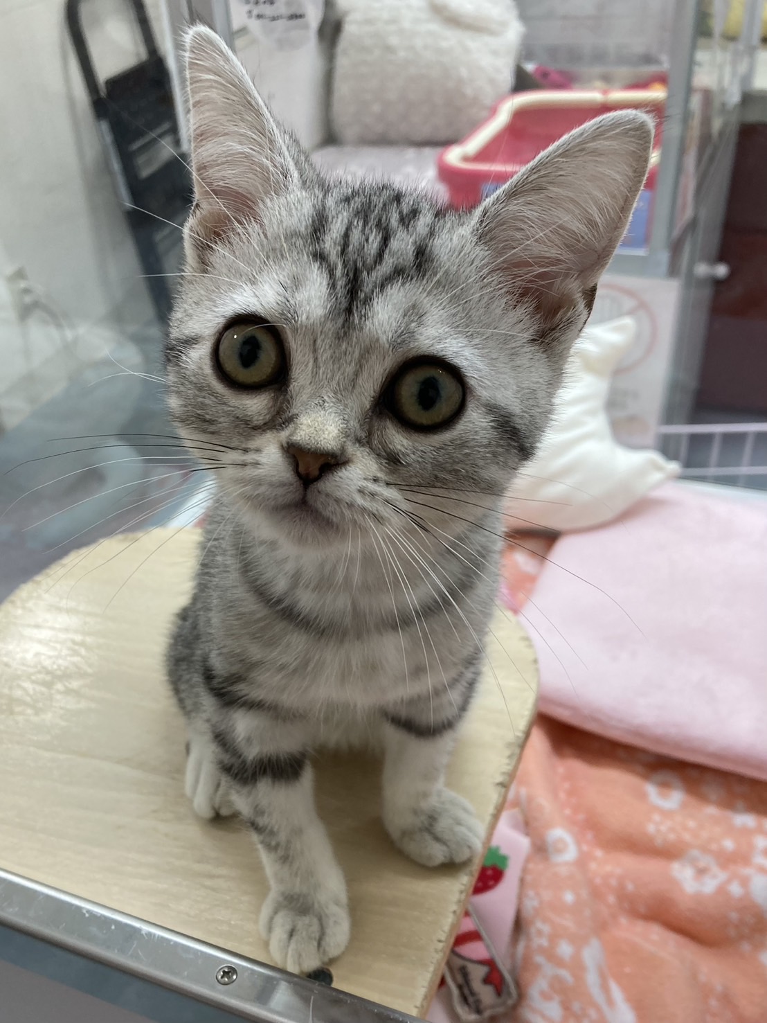 アメリカンショートヘアー