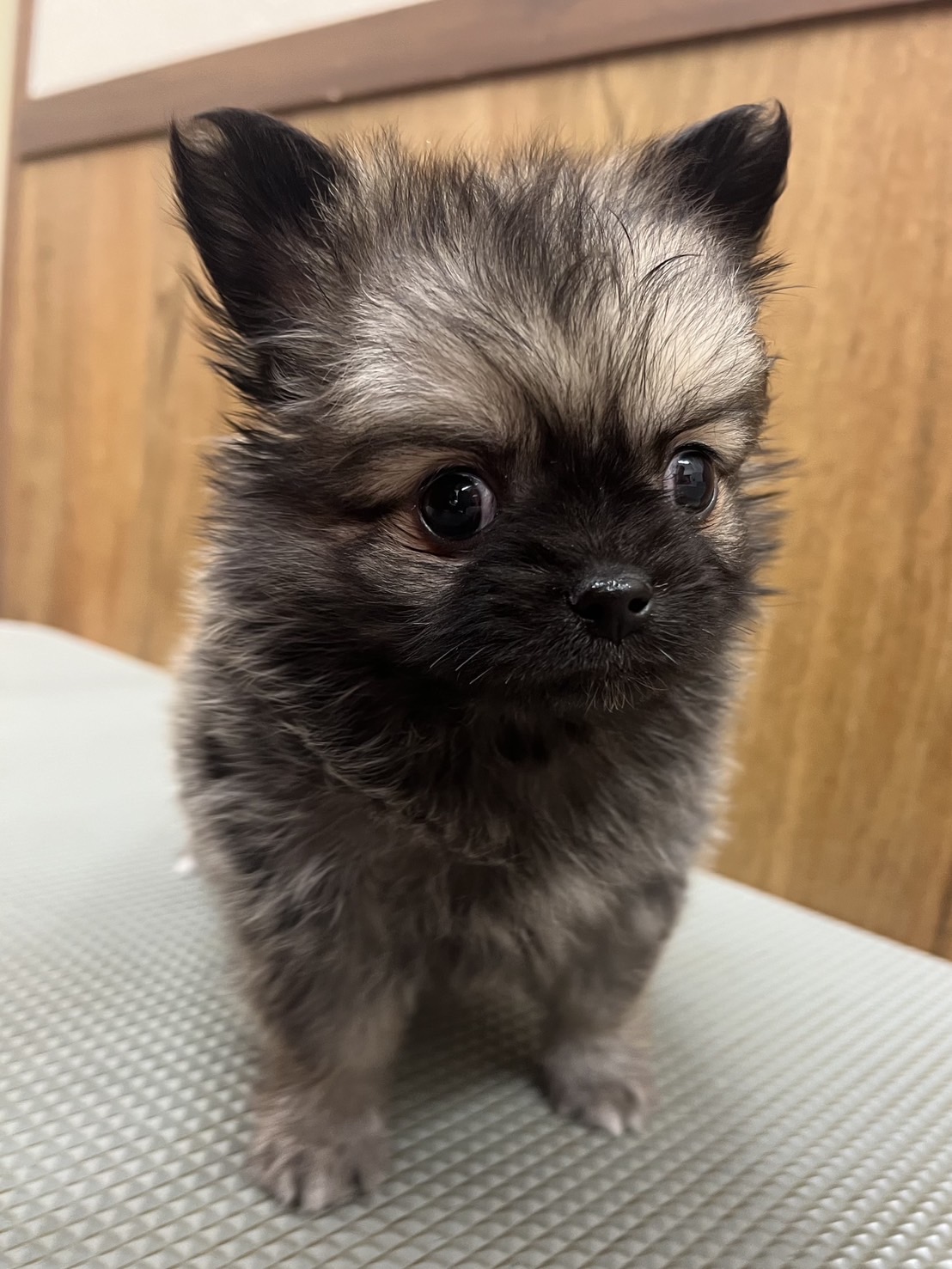 MIX犬（マルチーズ×チワワ）