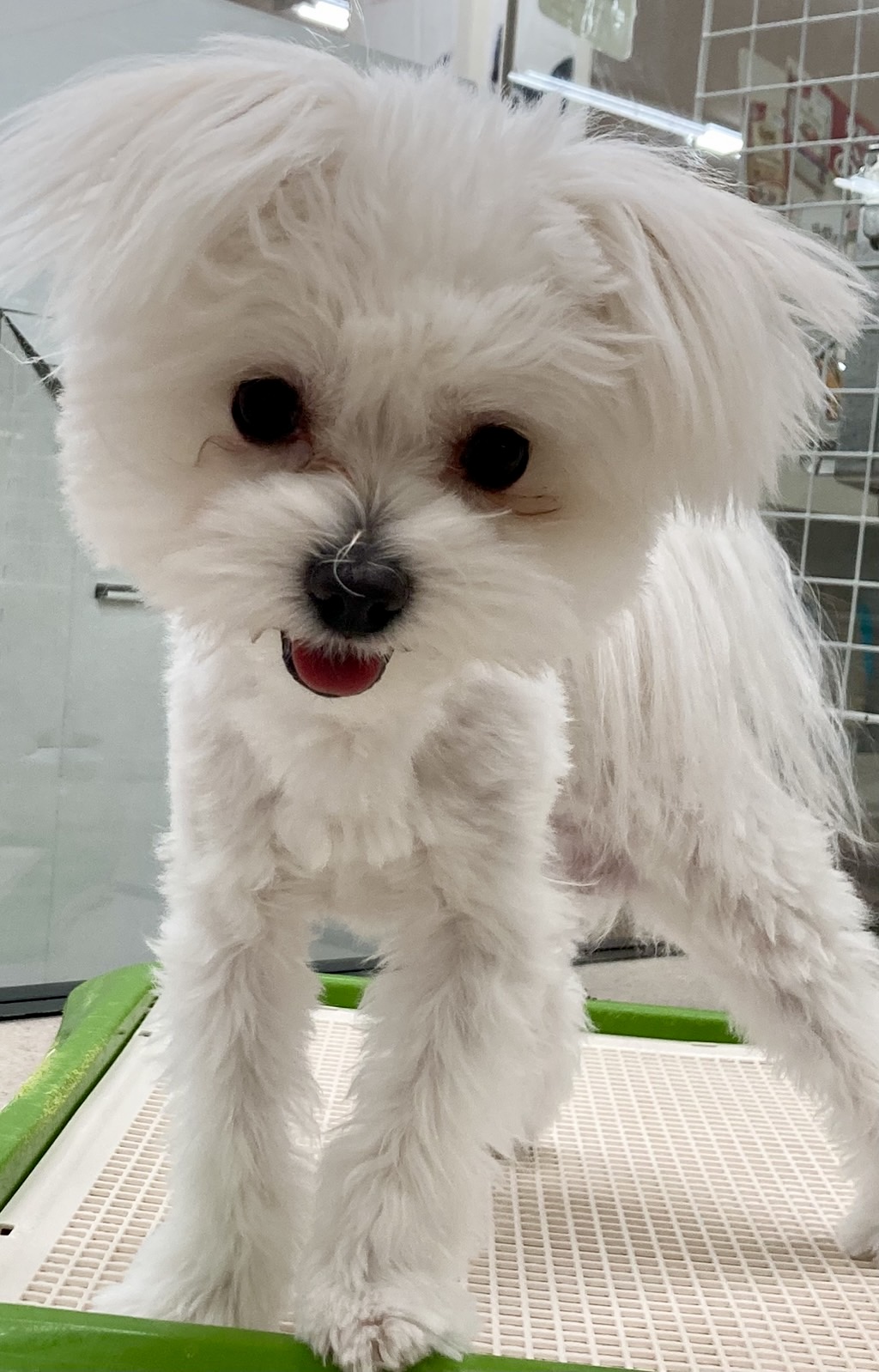 MIX犬（マルチーズ×ポメラニアン）