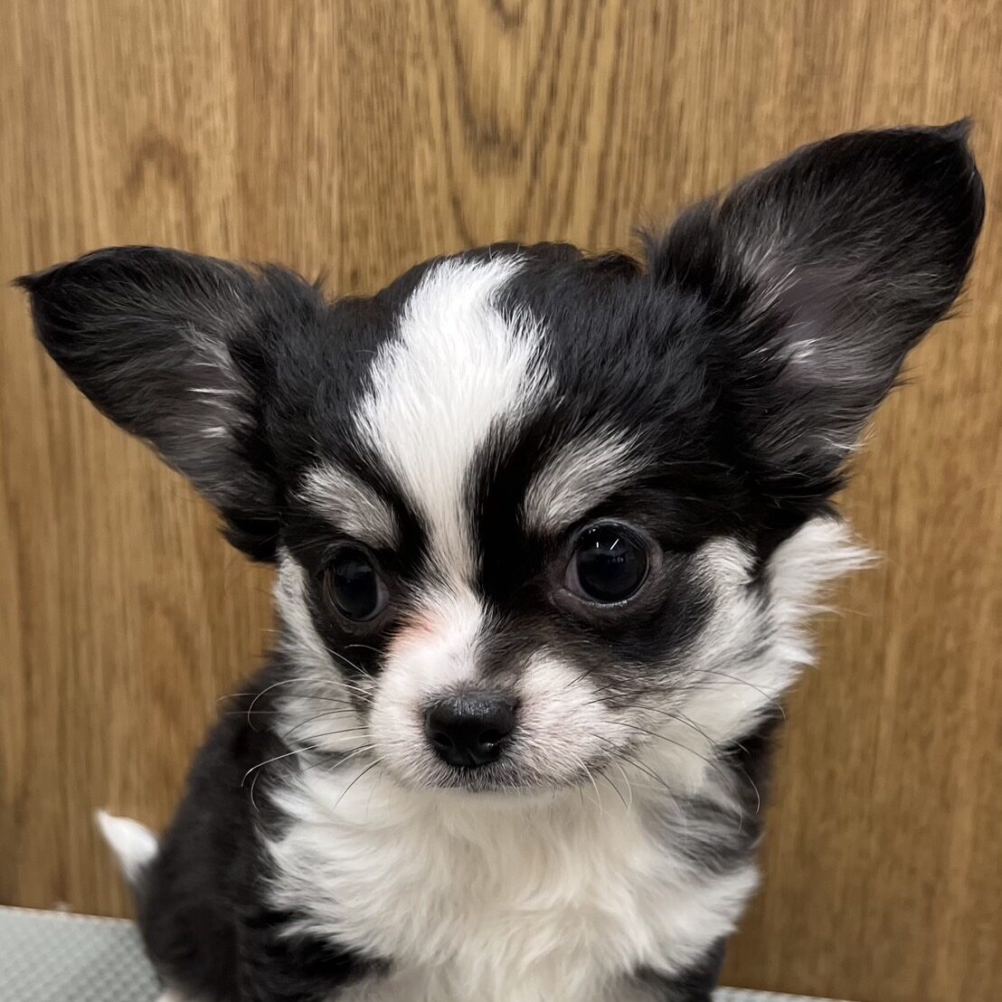 ロングコート・チワワ