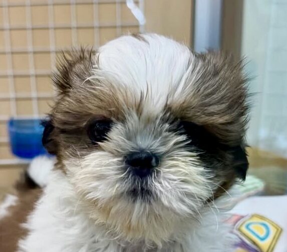 シーズー※売約済み