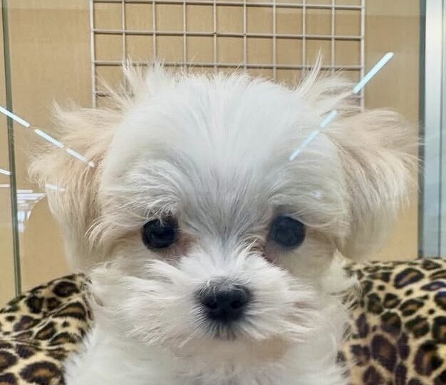 マルチーズ※売約済み