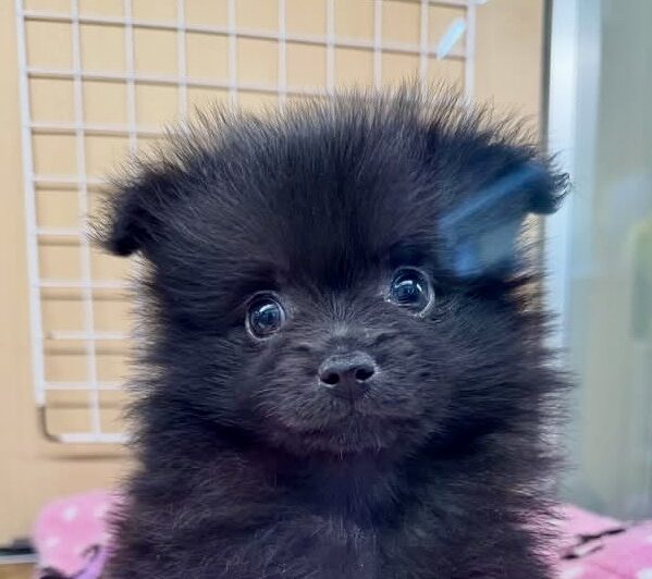 ポメラニアン※売約済み