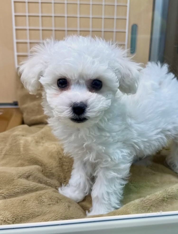 ビションフリーゼ