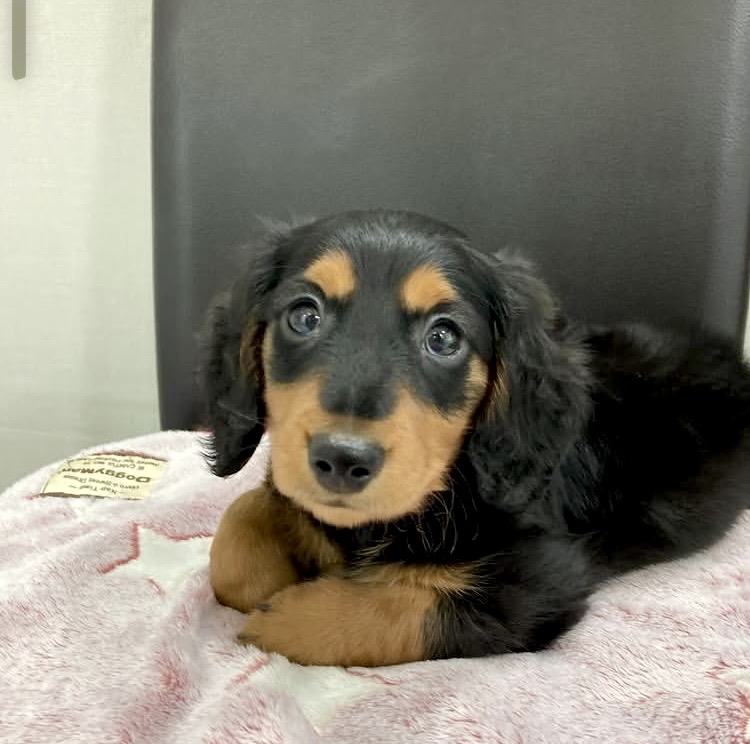 M.ダックスフンド