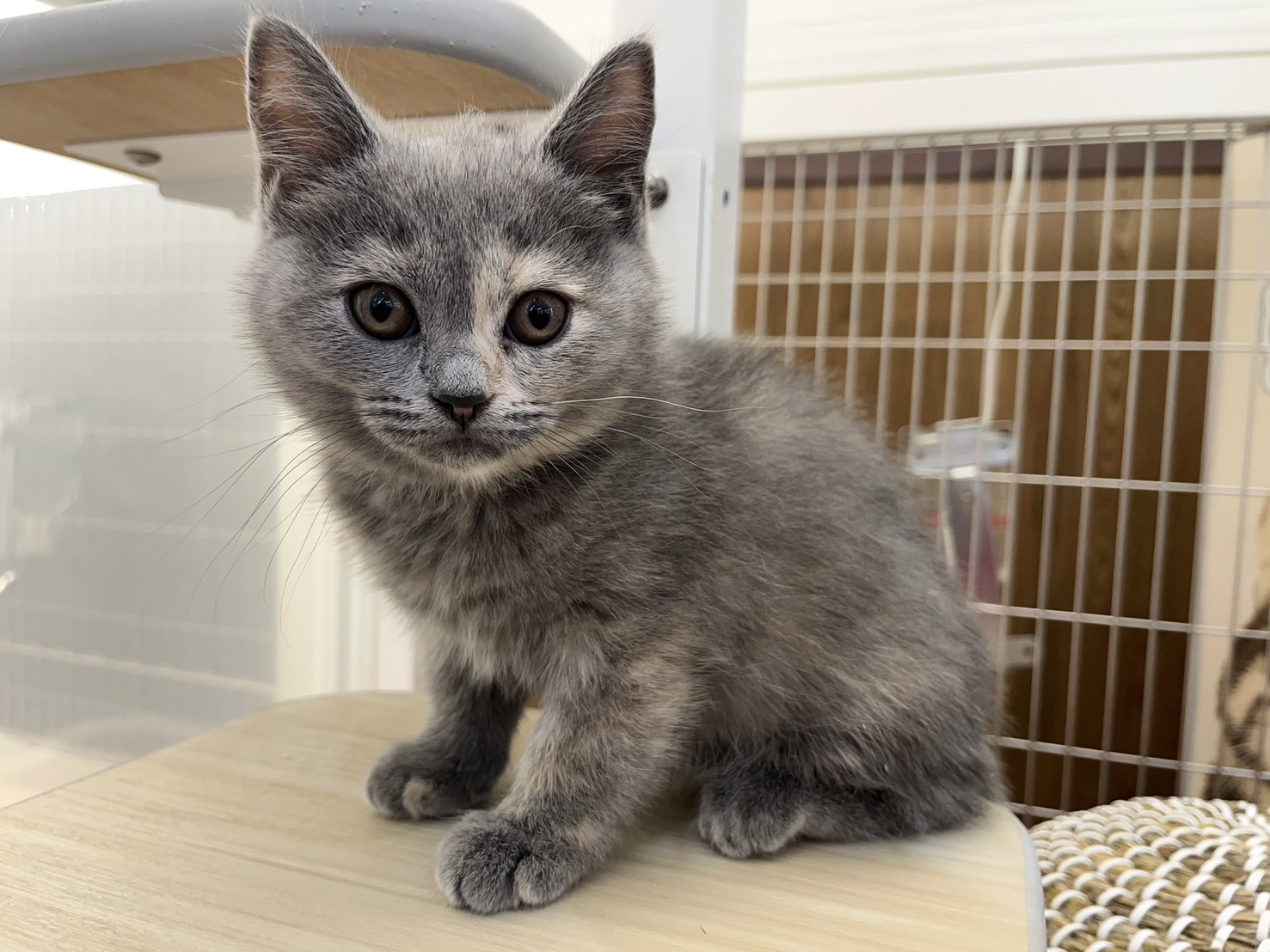 ブリティッシュショートヘア