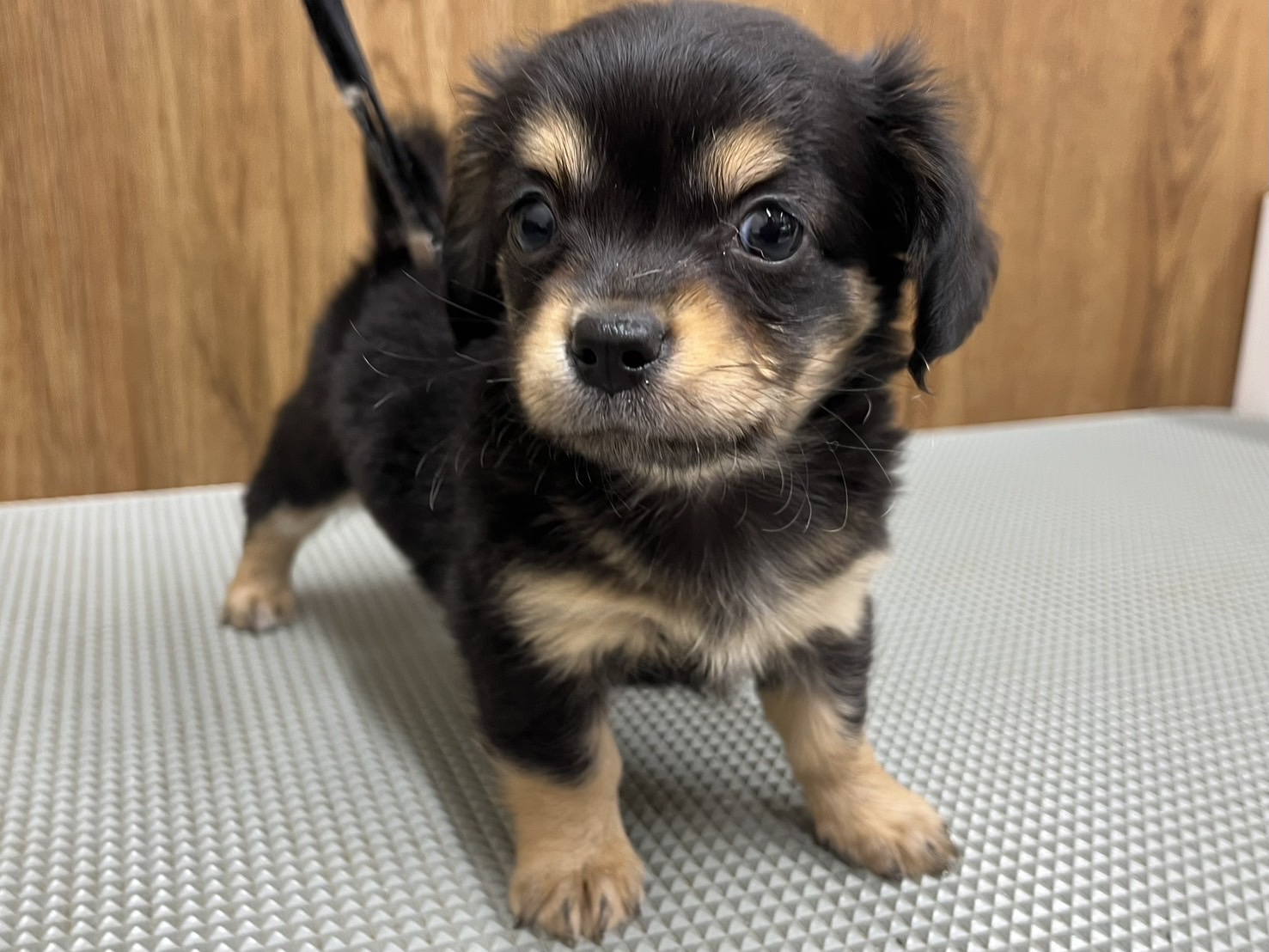 MIX犬（チワワ×ダックス）