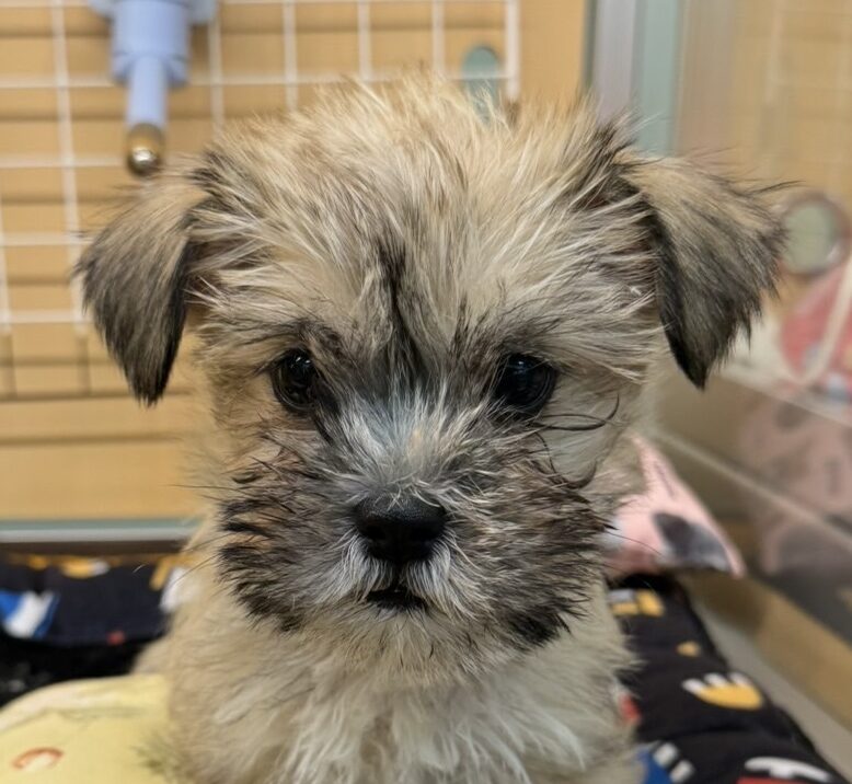 MIX犬（シーズー×シュナウザー）