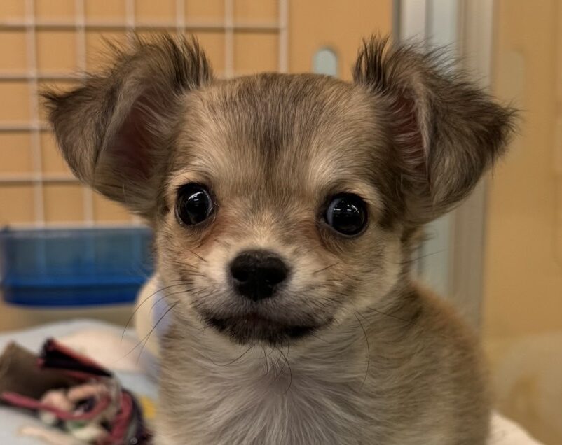 ロングコート・チワワ