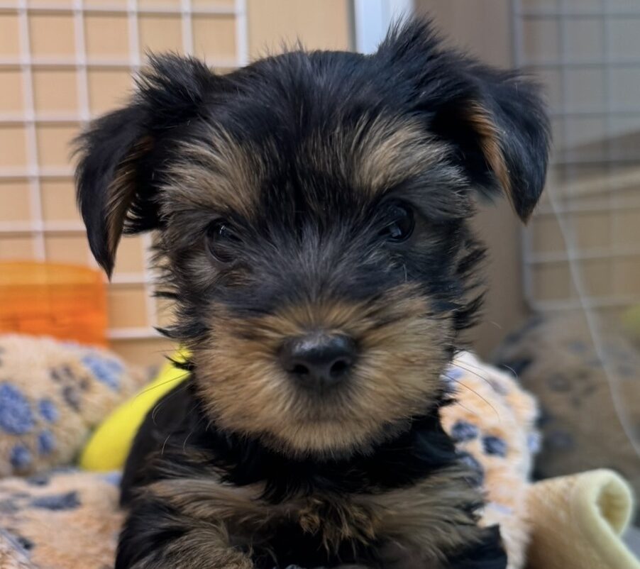 ヨークシャーテリア