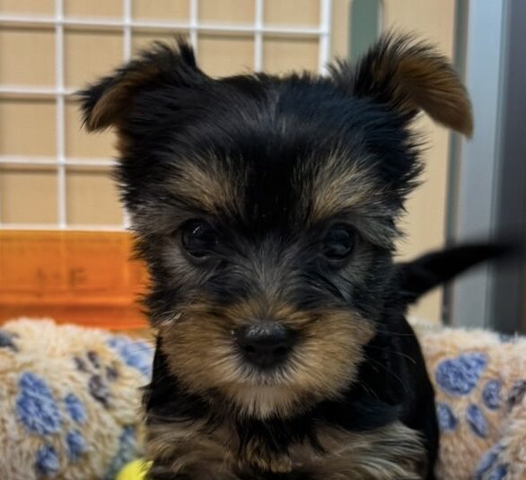 ヨークシャーテリア