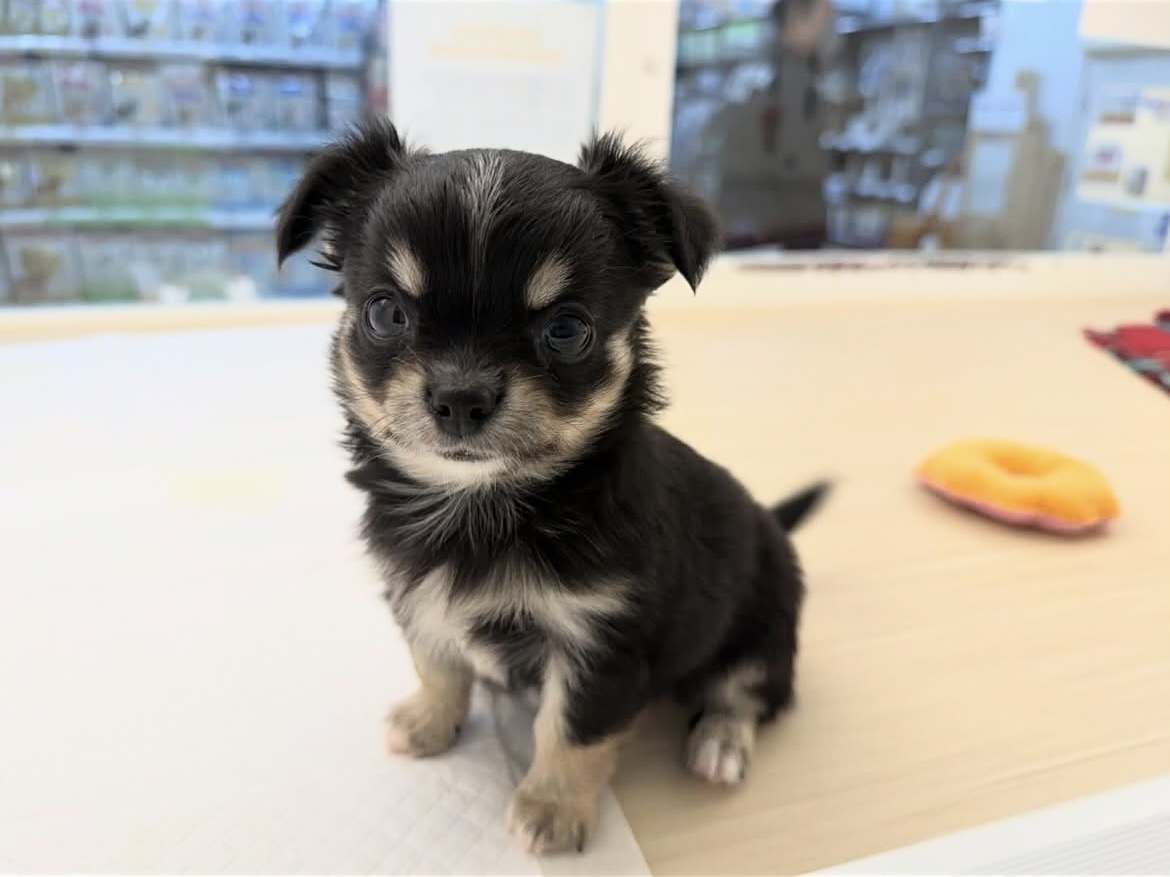 ロングコート・チワワ