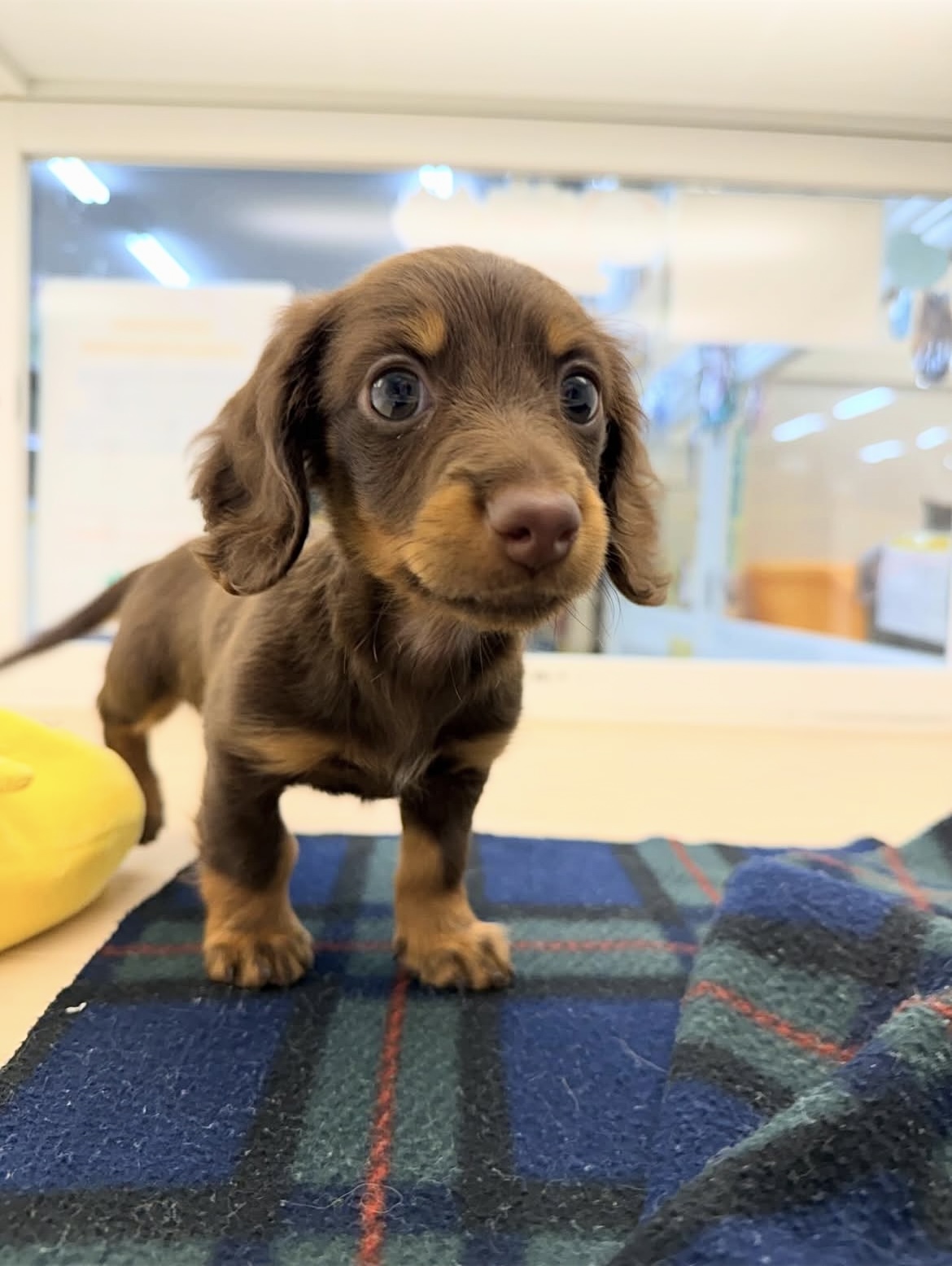 M.ダックスフンド