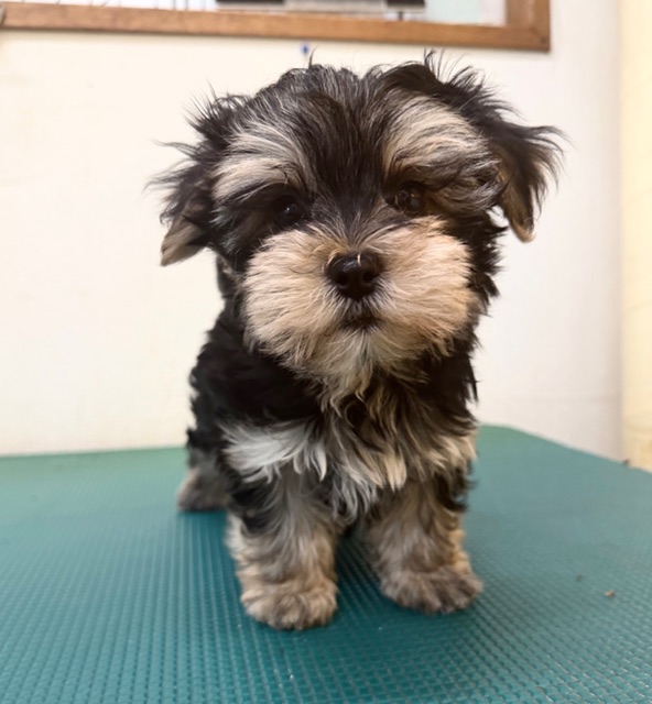 MIX(マルチーズ×ヨーキー）