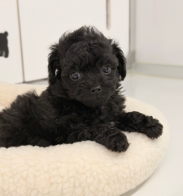 MIX(チワワ×トイプードル）