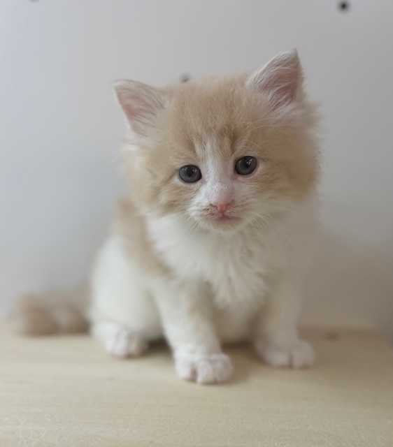 ノルウェージャンFC