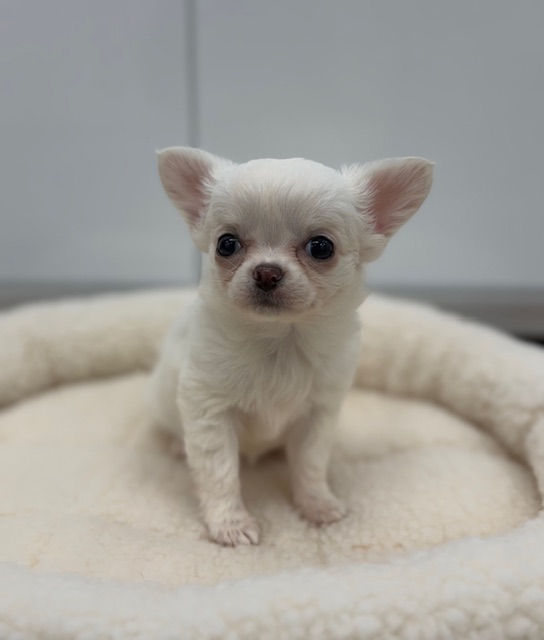 ロングコート・チワワ