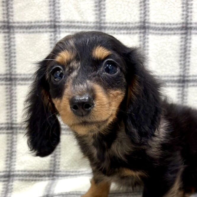 M.ダックスフンド