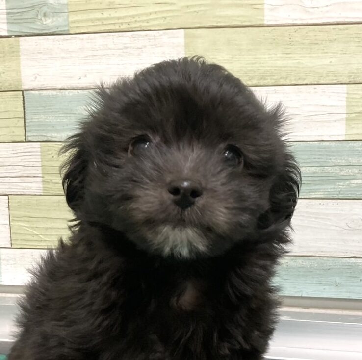 MIX犬（チワワ×トイプードル）