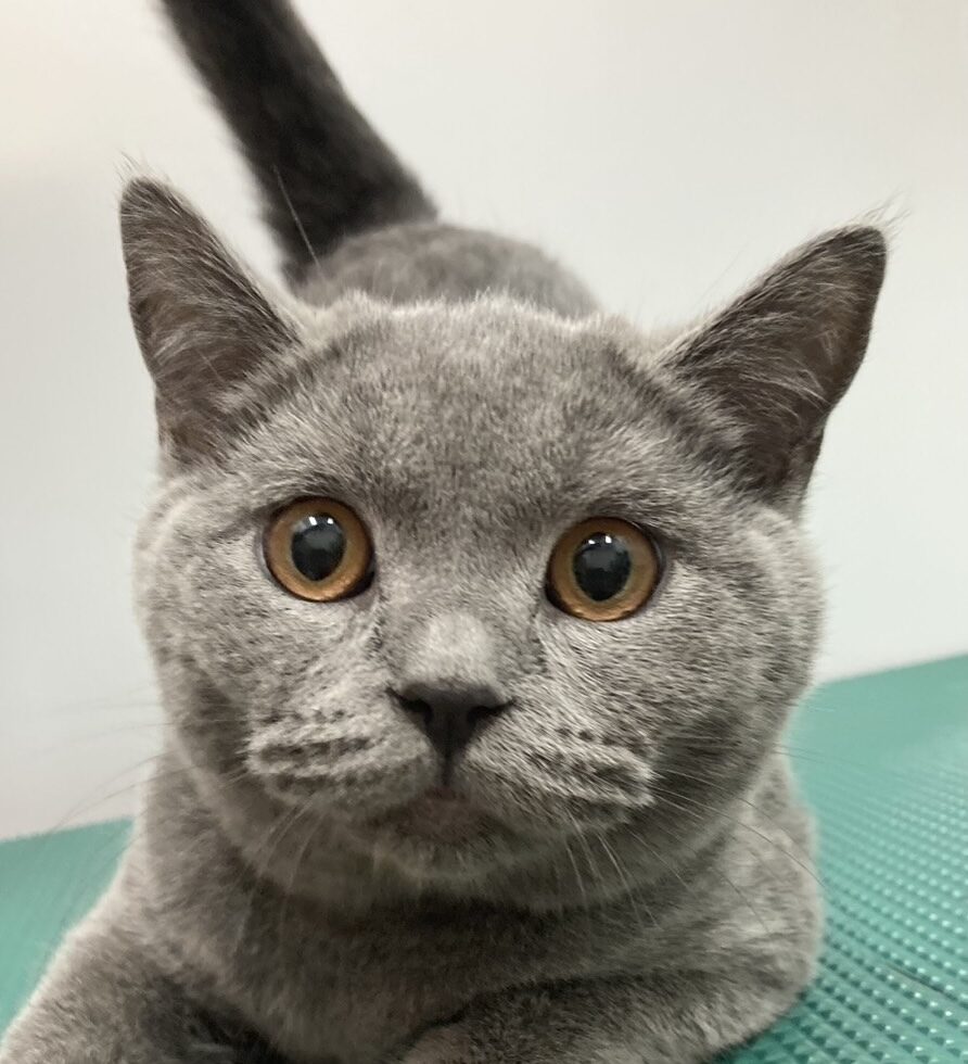 ブリティッシュショートヘアー