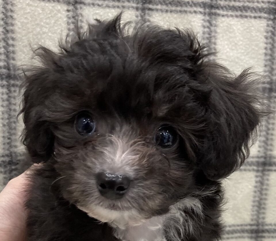 MIX犬(チワワ×プードル)