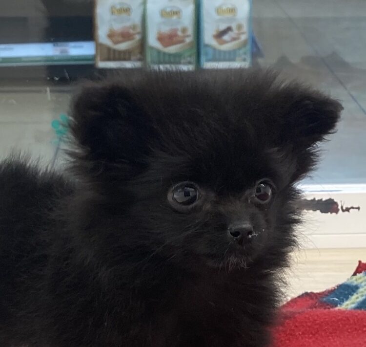 MIX犬（ポメラニアン×チワワ）