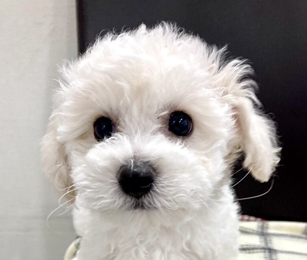 ビションフリーゼ