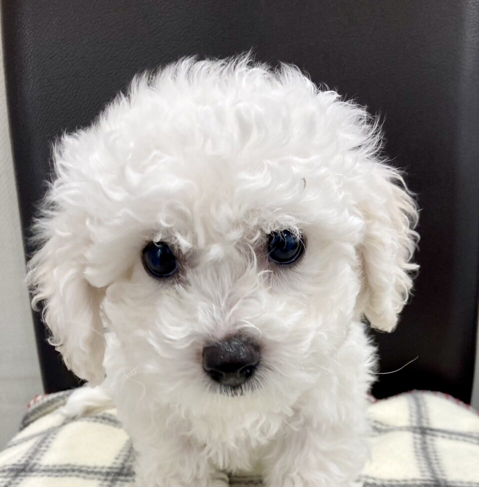 ビションフリーゼ