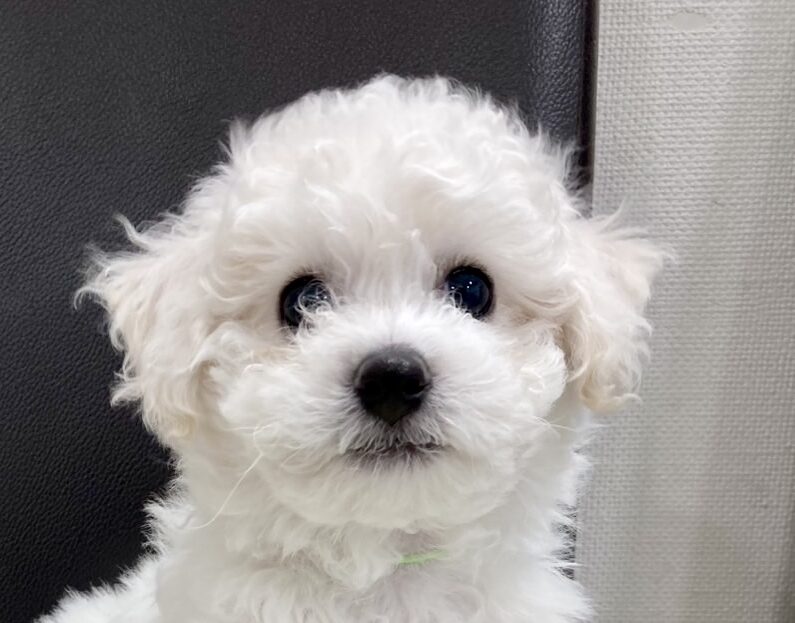 ビションフリーゼ