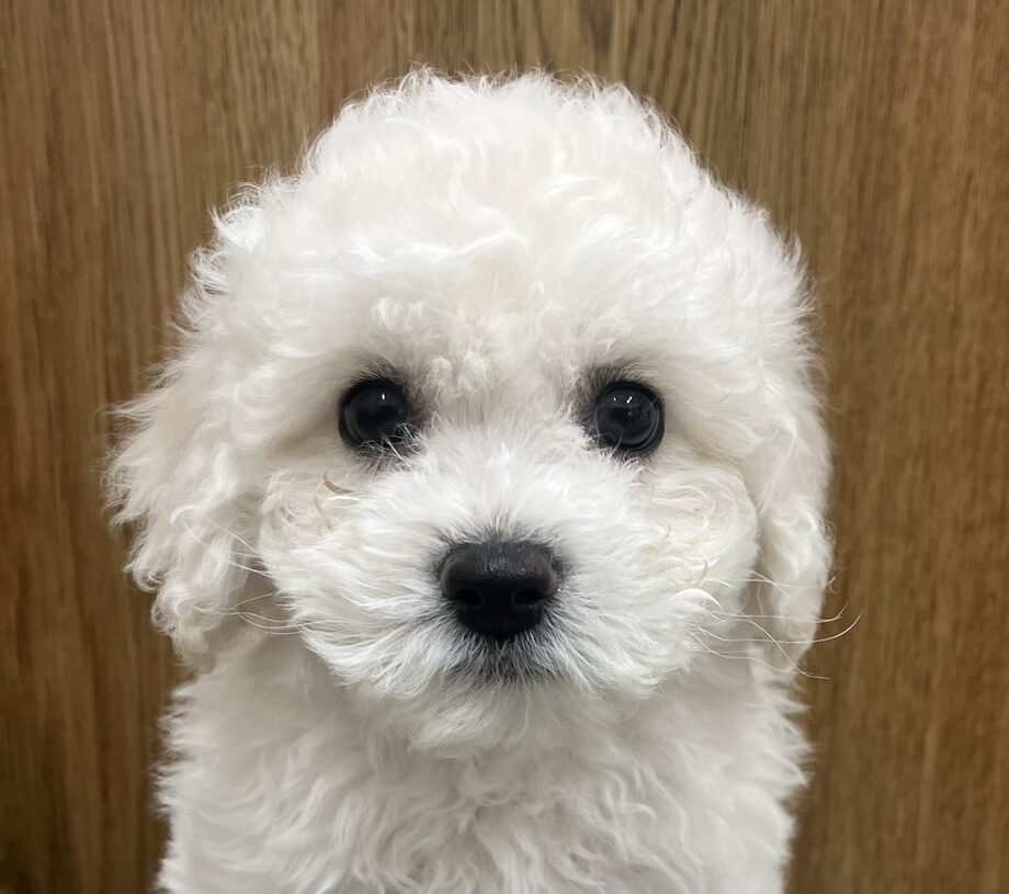 ビションフリーゼ