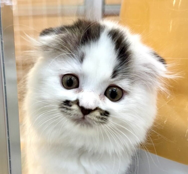 スコティッシュフォールド