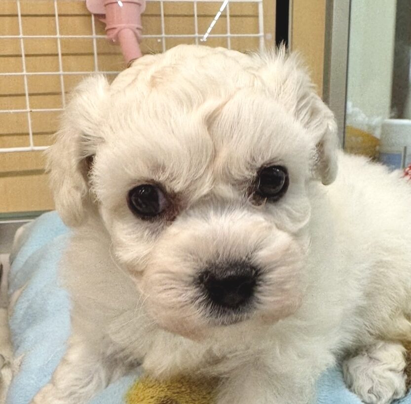 ビションフリーゼ