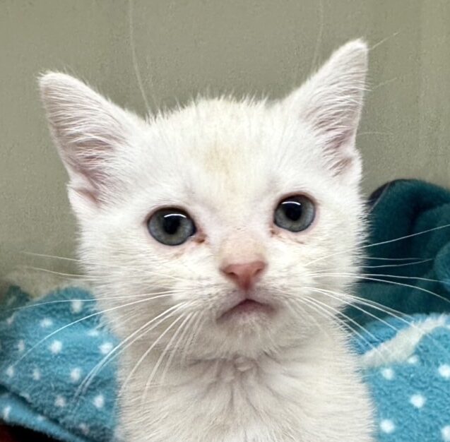 アメリカンショートヘアー