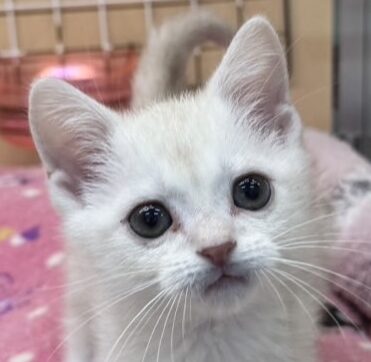 アメリカンショートヘアー