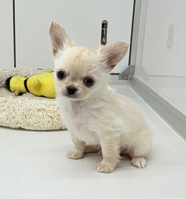 ロングコート・チワワ