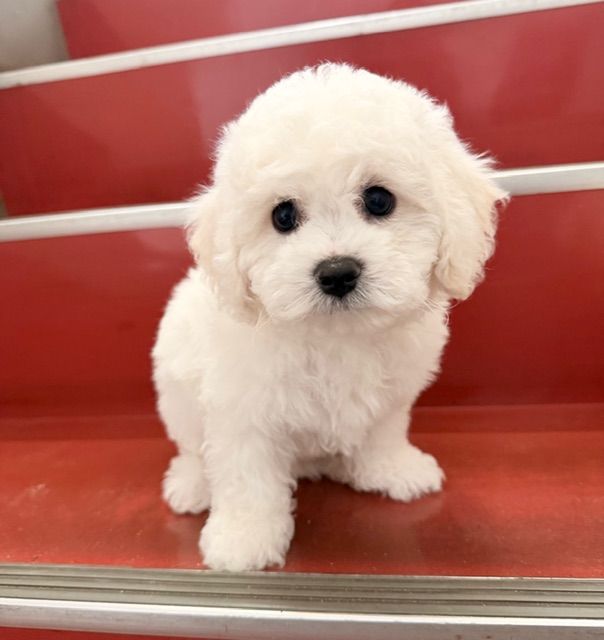 ビションフリーゼ