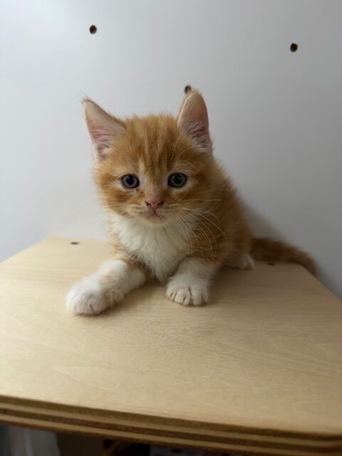 スコティッシュフォールド（立耳）