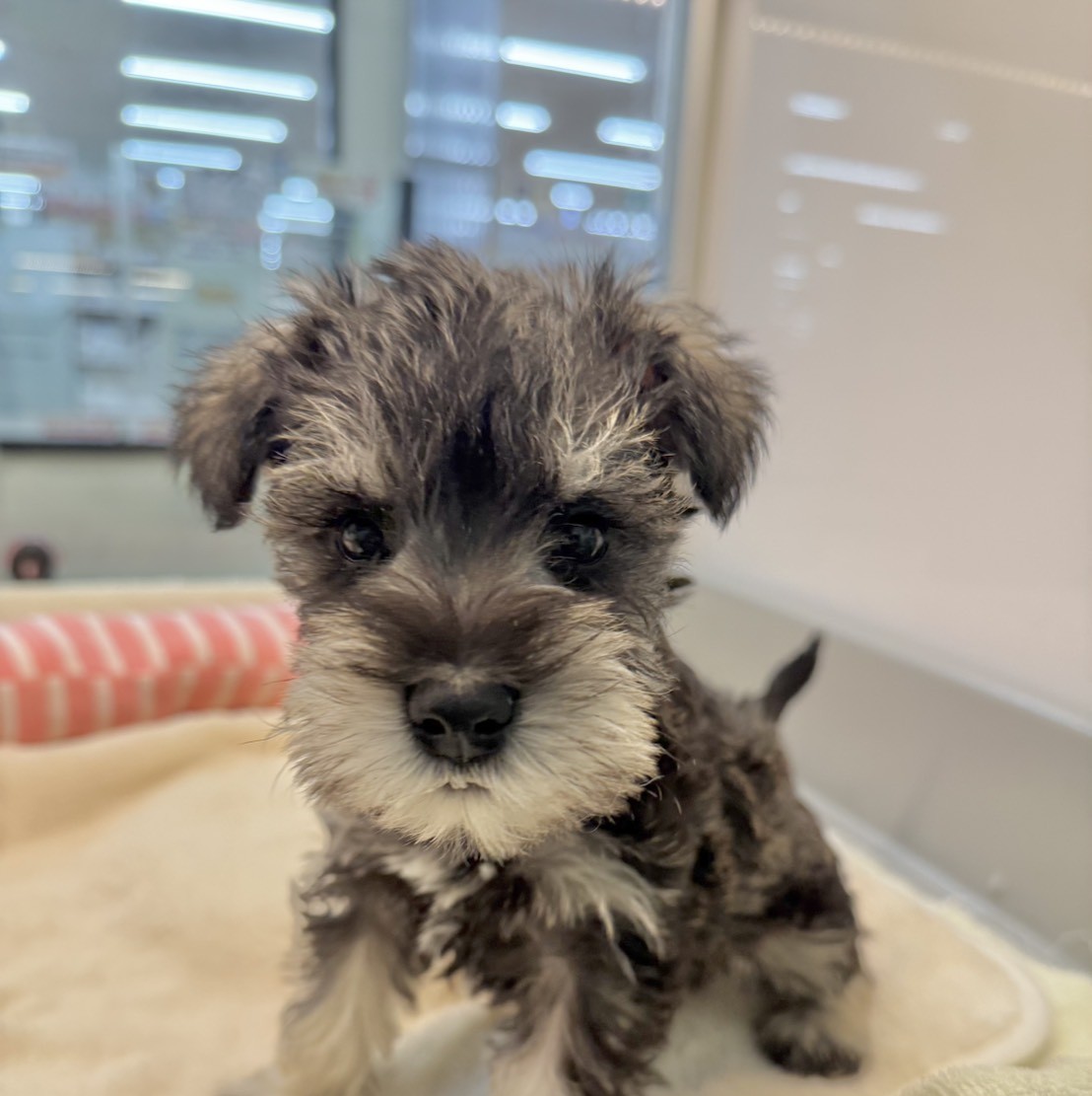 ミニチュア・シュナウザー