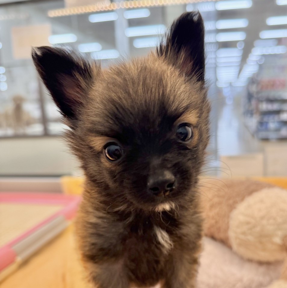 MIX犬（ポメラニアン×パピヨン）