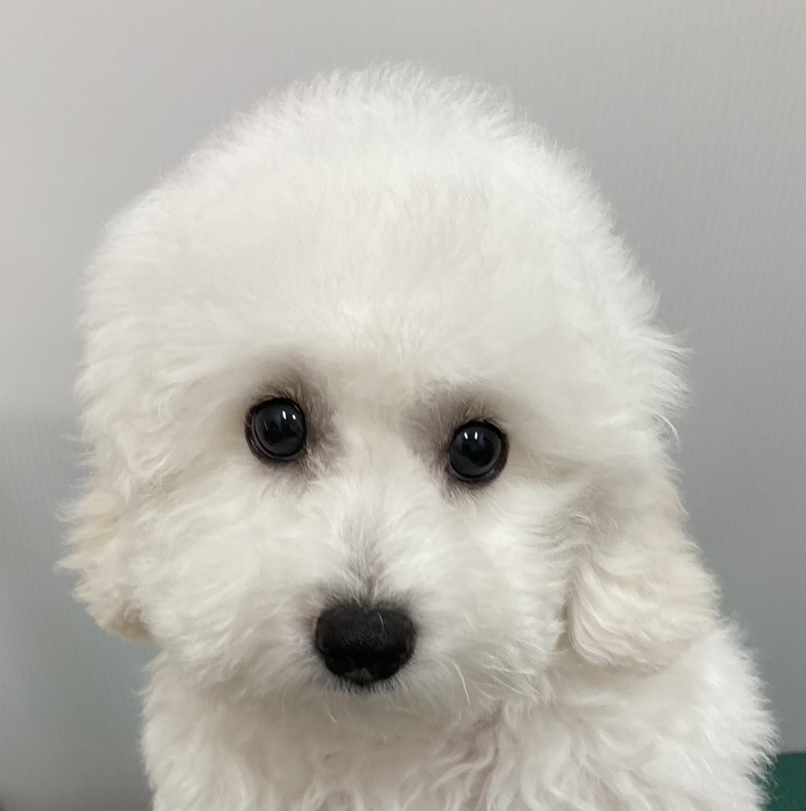 ビジョン・フリーゼ