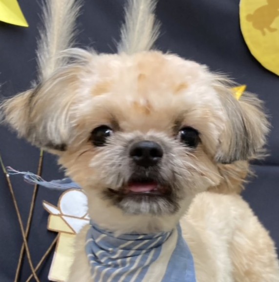 MIX犬（ポメラニアン×シーズー）